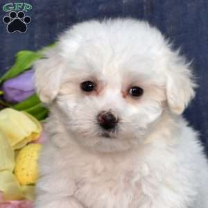Cottontail (Tiny), Bichon Frise Puppy